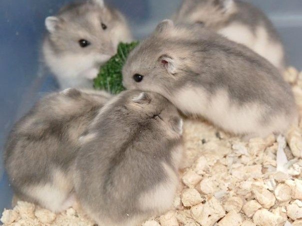 Породы хомяков | ЗооТом - продажа, вязка и услуги для животных в Верхоянске
