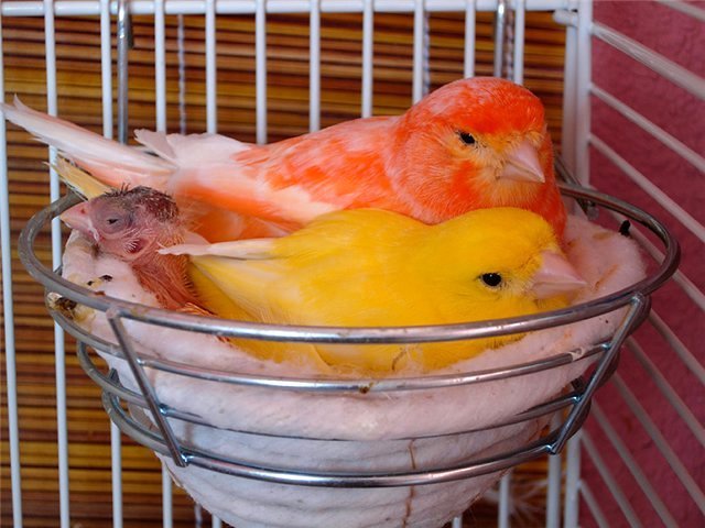 Содержание канареек и уход за ними в Верхоянске