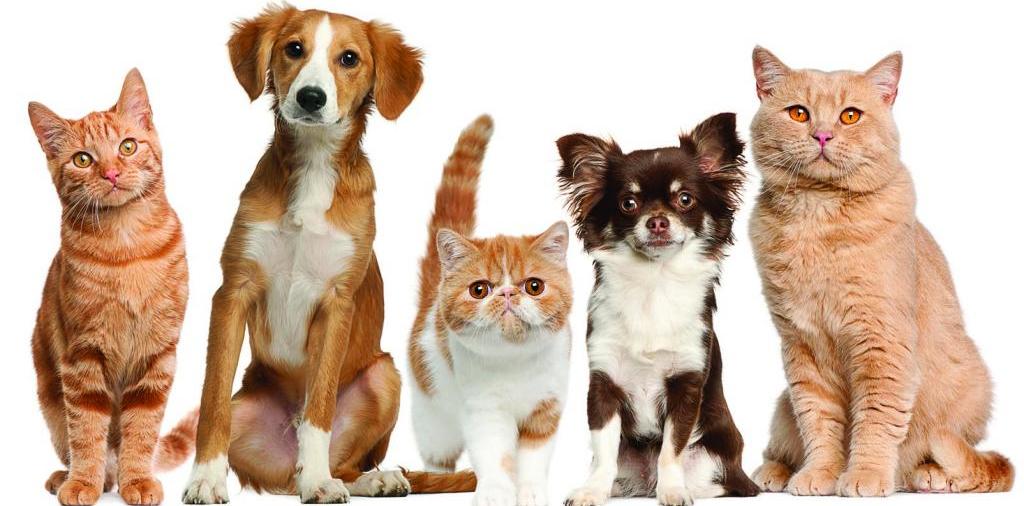 Доска объявлений о животных | ЗооТом - продажа, вязка и услуги для животных в Верхоянске