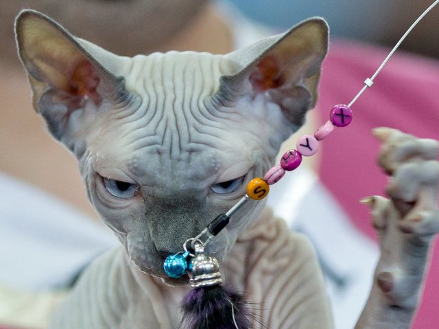 Выставки кошек в Верхоянске | ЗооТом портал о животных