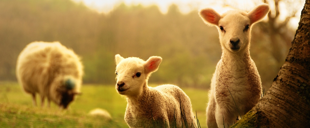 Объявления о сельскохозяйственных животных | ЗооТом - продажа, вязка и услуги для животных в Верхоянске