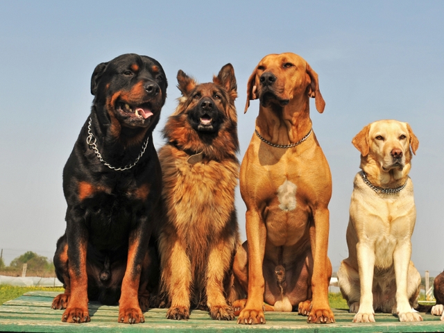 Крупные породы собак в Верхоянске | ЗооТом портал о животных