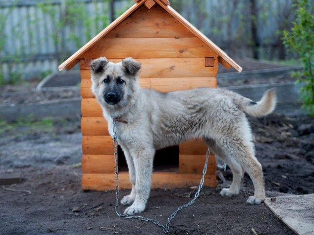 Все о собаках в Верхоянске Все о собаках в Верхоянске